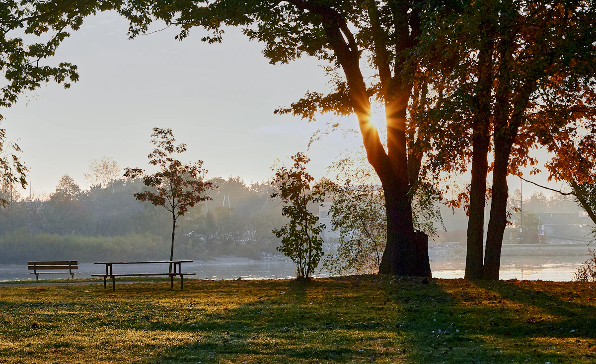 Quiet, misty park at daybreak