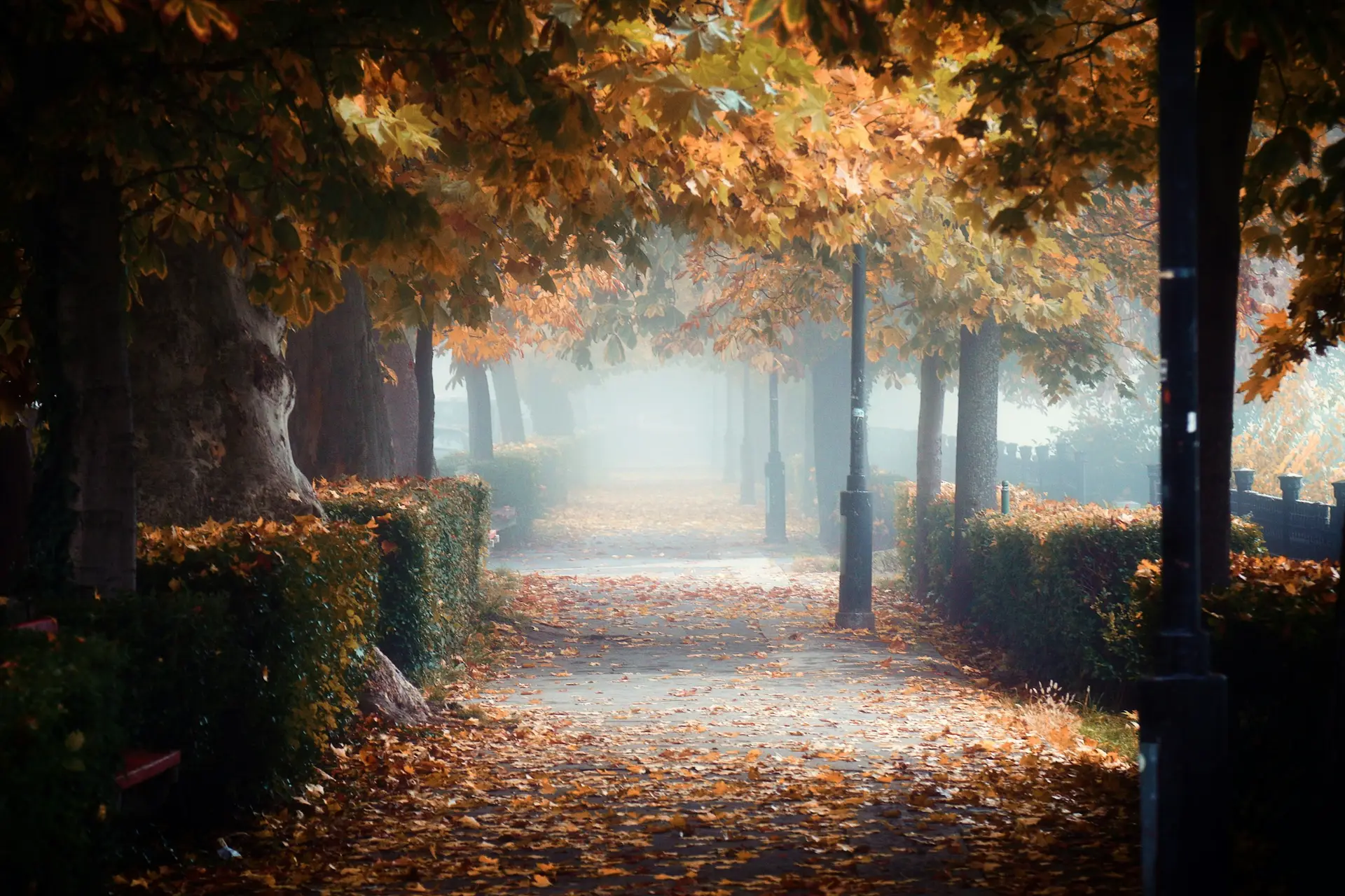 Sentier de parc couvert de feuilles mortes sous une lumière basse de fin d'après-midi