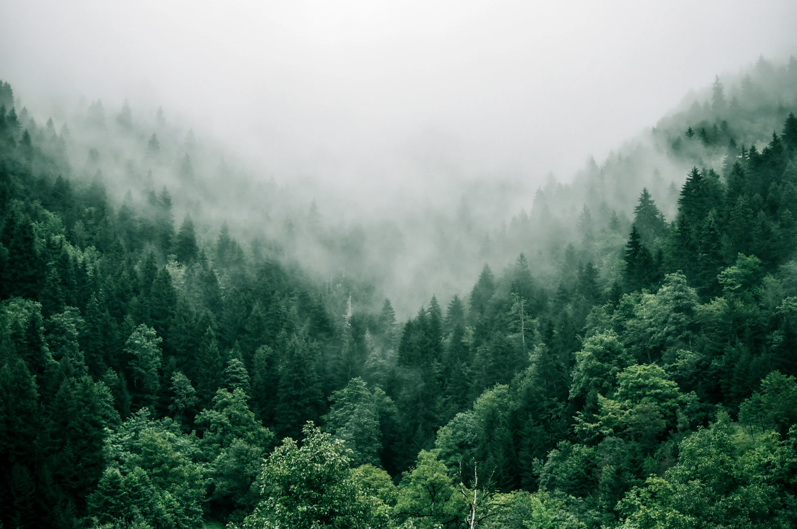 Vue aérienne d'une canopée d'arbres verts